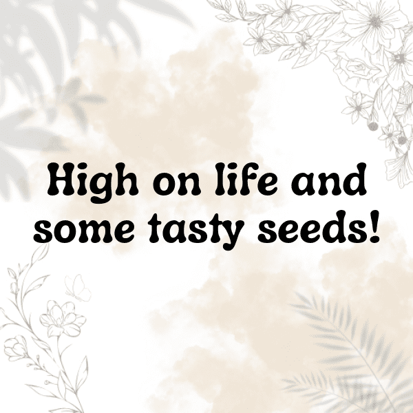 Birdwatching Captions Image for Instagram-aV3UV1