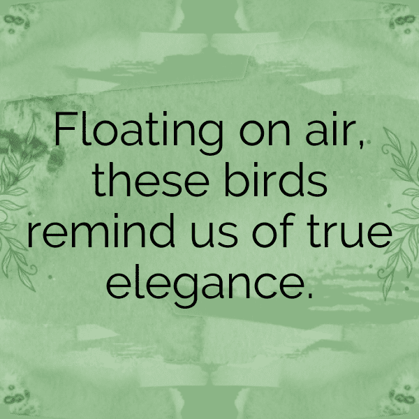 Birdwatching Captions Image for Instagram-LRPoN5