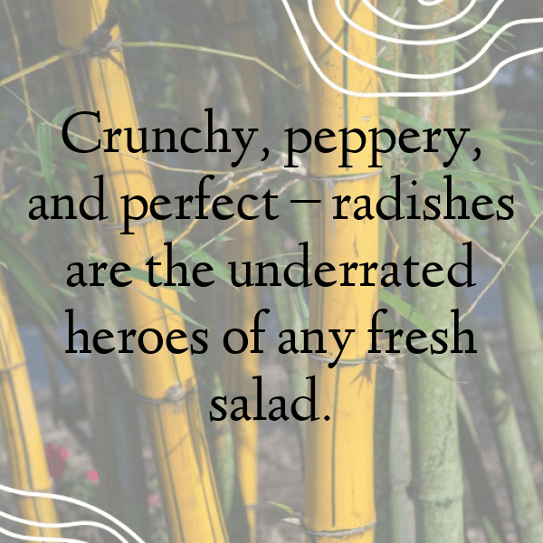 Black Radish Captions Photo For Instagram-kxn6dx