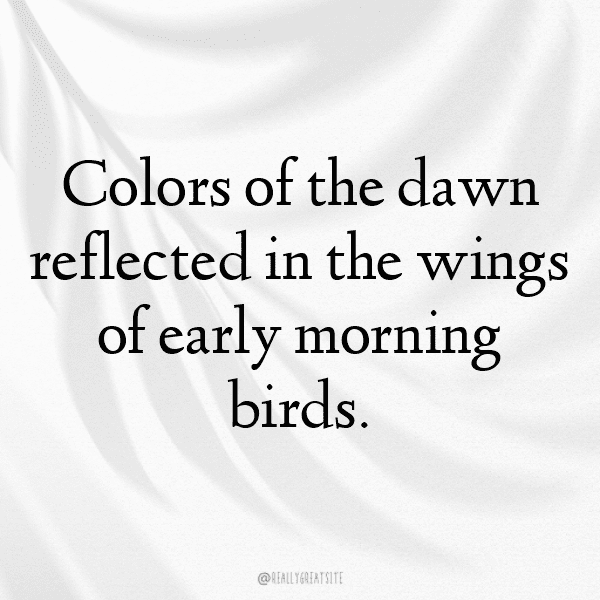 Blue Jay Captions Image For Instagram-TWRzNS