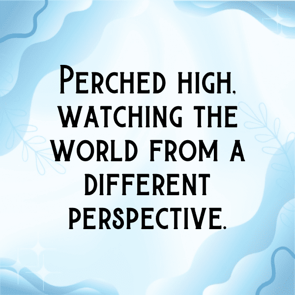 Blue Jay Captions Image For Instagram-Usw2X7