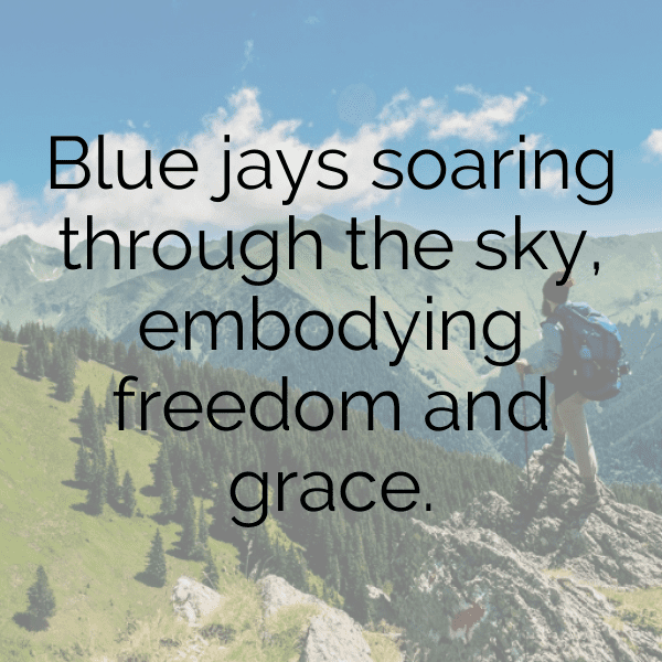 Blue Jay Captions Image For Instagram-Z5baAp