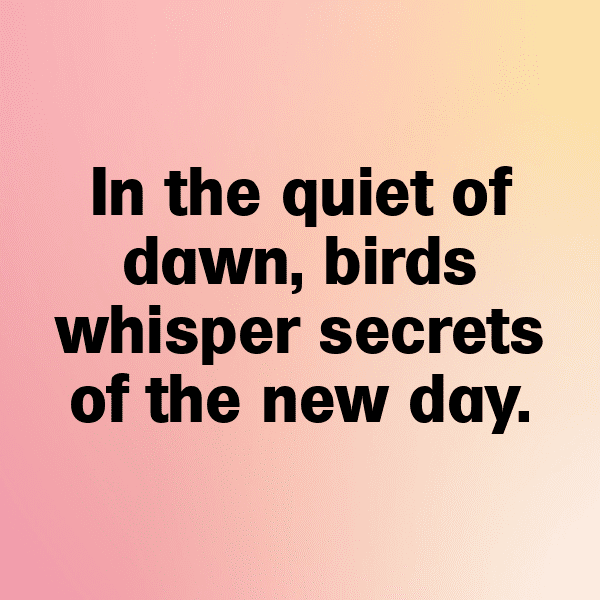 Blue Jay Captions Image For Instagram-Zxn2PH