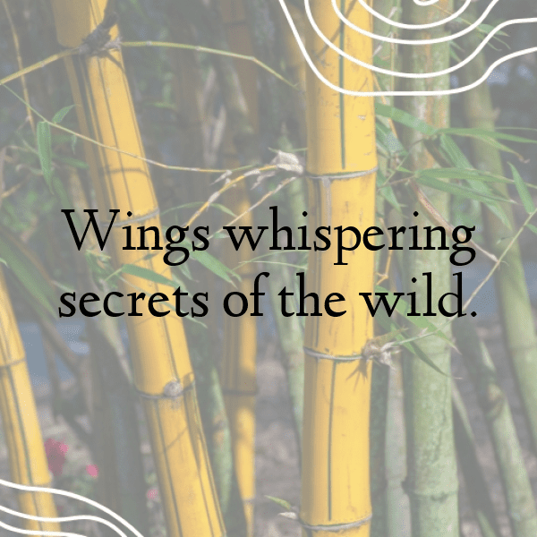 Blue Jay Captions Photo For Instagram-28fOhA