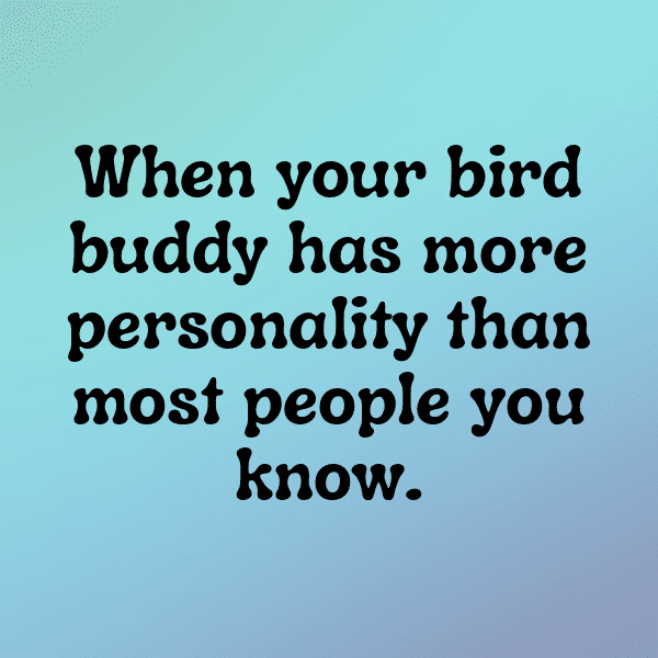 Blue Jay Captions Photo For Instagram-2TjqTj