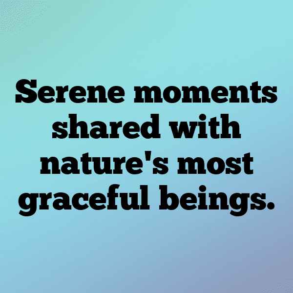 Blue Jay Captions Photo For Instagram-3ITDnc