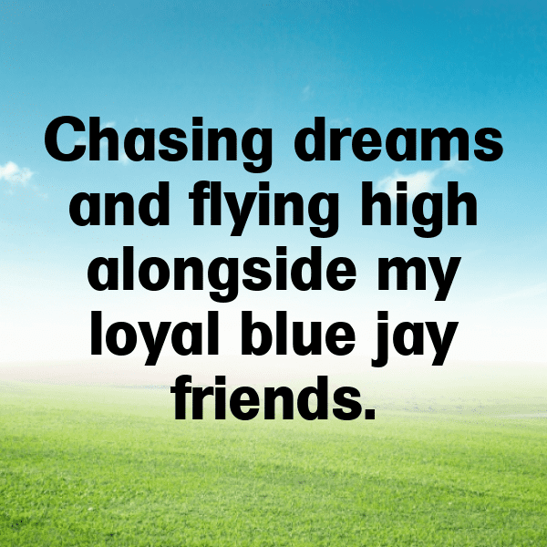 Blue Jay Captions Photo For Instagram-3r6Ku9