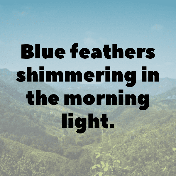 Blue Jay Captions Photo For Instagram-hc3Roi