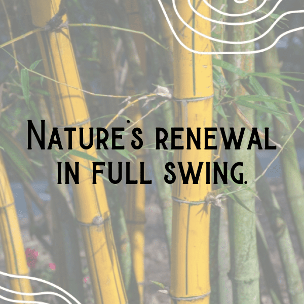 Bluebell Captions Photo For Instagram-uCuhK5