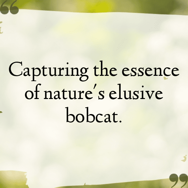 Bobcat Captions Image For Instagram-7tRARF