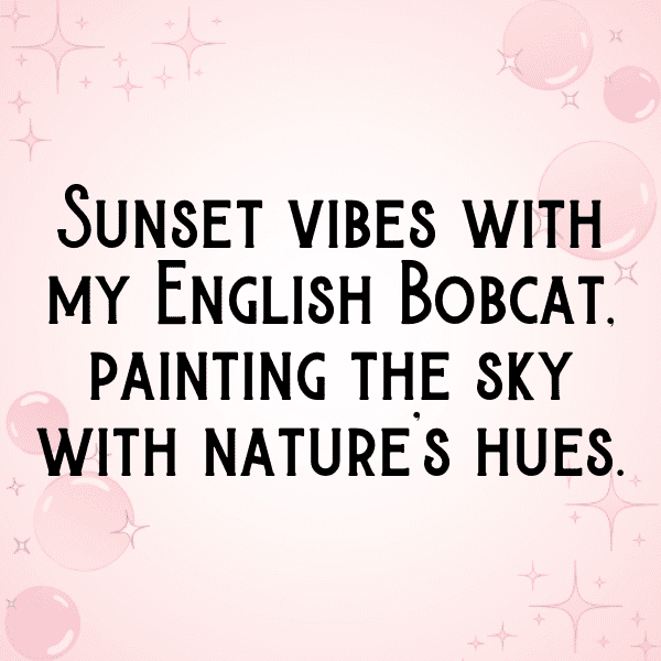 Bobcat Captions Photo For Instagram-v6VYDt