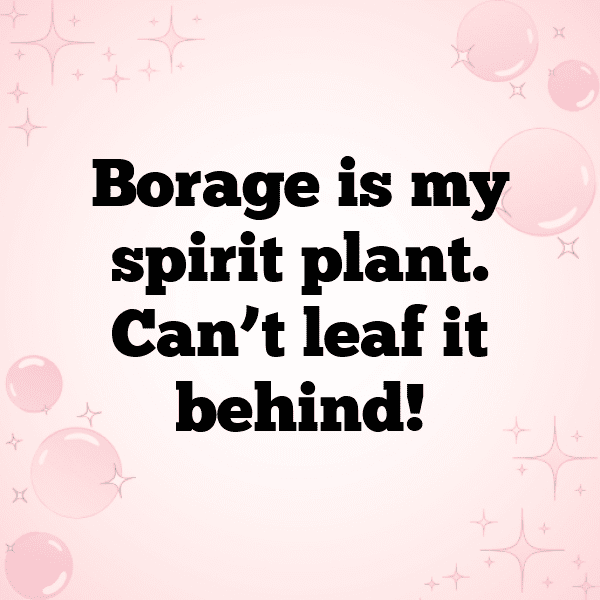 Borage Captions Photo For Instagram-0VRrD9