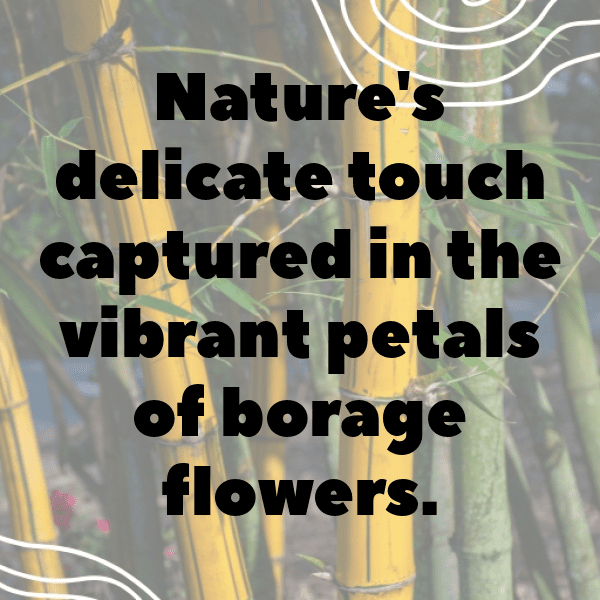 Borage Captions Photo For Instagram-CNpo5M