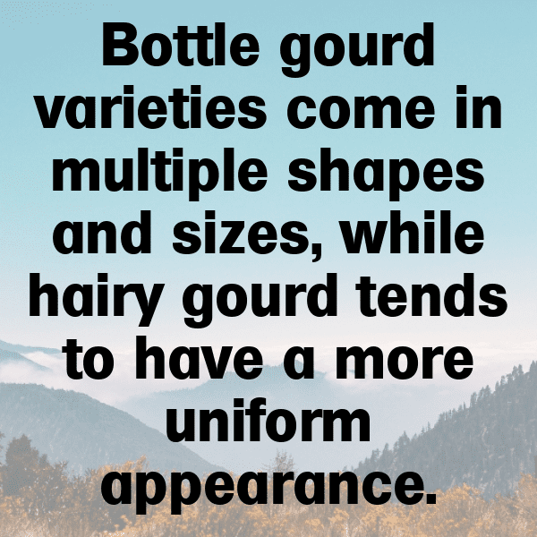 Bottle Gourd Captions Photo For Instagram-33HJFW