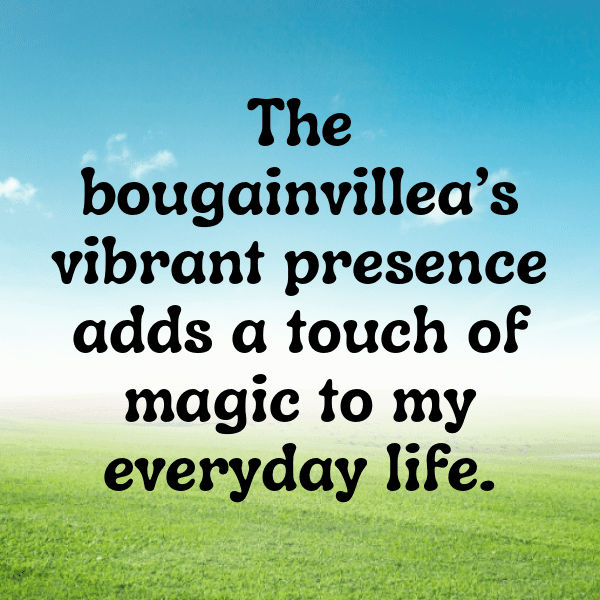 Bougainvillea Captions Image For Instagram-6fFUf3