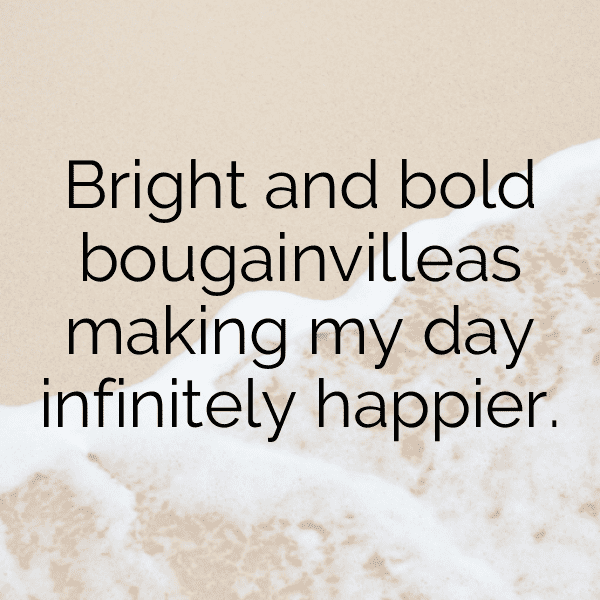 Bougainvillea Captions Image For Instagram-BT86d6
