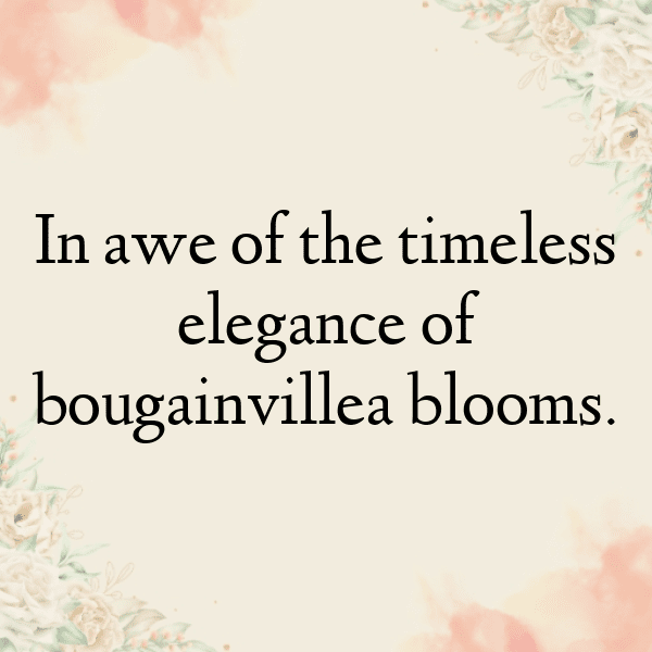 Bougainvillea Captions Image For Instagram-E78MBu