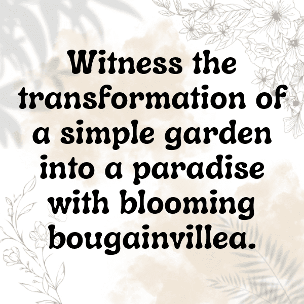 Bougainvillea Captions Image For Instagram-ECMxCJ