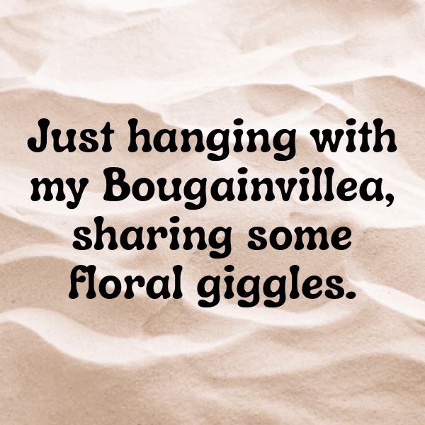 Bougainvillea Captions Photo For Instagram-DSfBDP