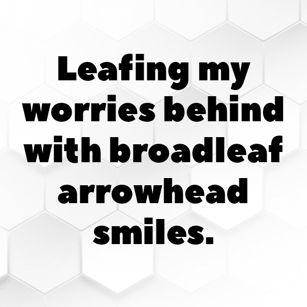 Broadleaf Arrowhead Captions Photo For Instagram-ioPZJ9