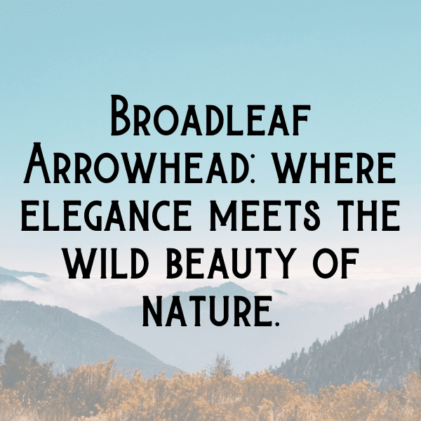 Broadleaf Arrowhead Captions Photo For Instagram-nTp3OM