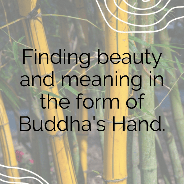 Buddha’s Hand Captions Image For Instagram-e29sZm