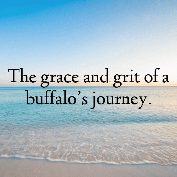 Buffalo Captions Image For Instagram-EB1hUl