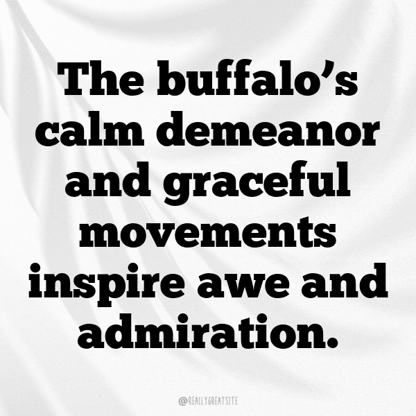 Buffalo Captions Photo For Instagram-Y8R13L
