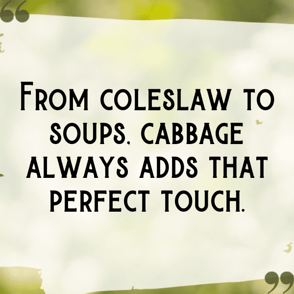 Cabbage Captions Photo For Instagram-A5hYw6