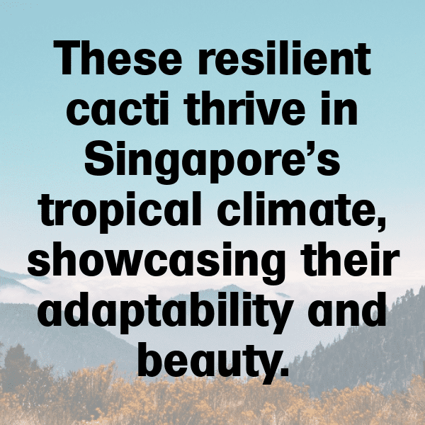 Cactus Pear Captions Image For Instagram-CpfhJI