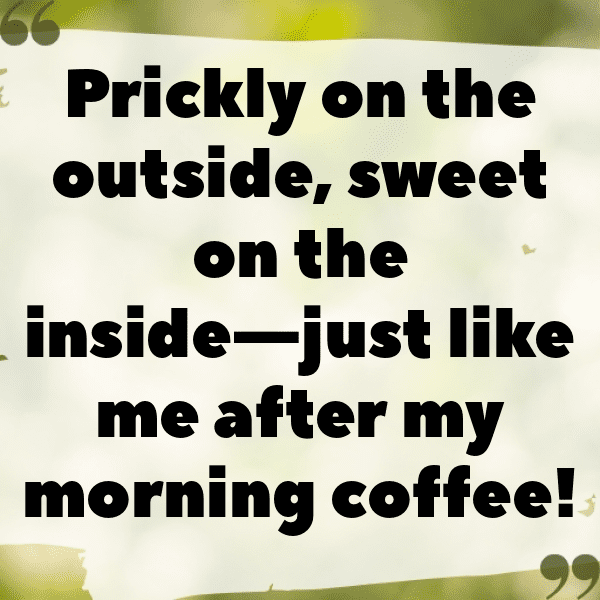 Cactus Pear Captions Photo For Instagram-CK15jz