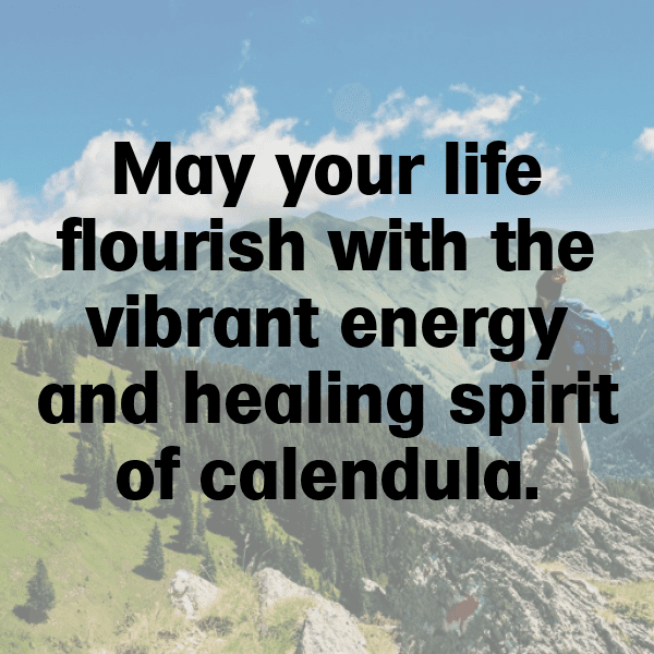 Calendula Captions Image For Instagram-9qfHRE
