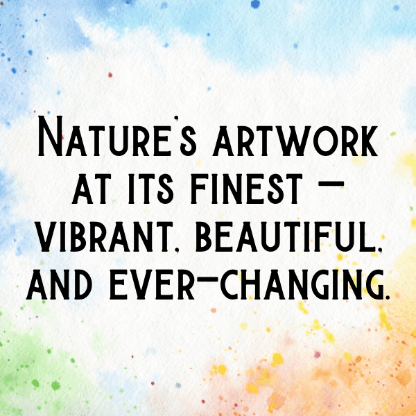 Calendula Captions Image For Instagram-x2DB0C