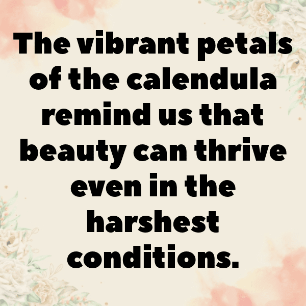 Calendula Captions Photo For Instagram-KuvoWp