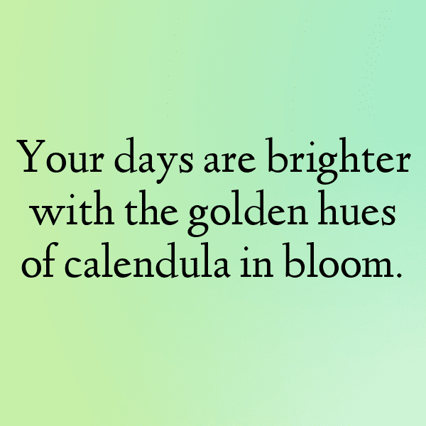 Calendula Captions Photo For Instagram-sK5pzb