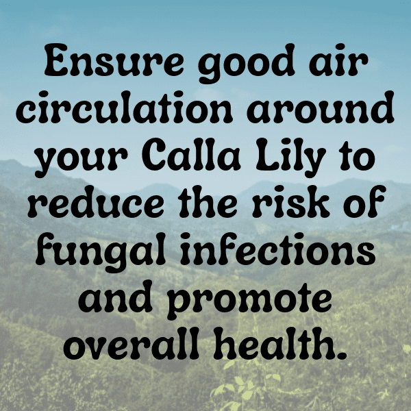 Calla Lily Captions Photo For Instagram-bDgEJo