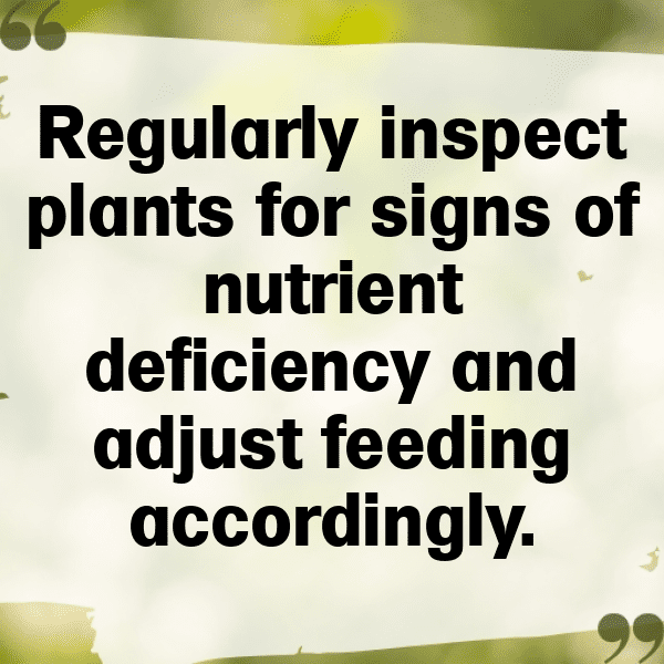 Calla Lily Captions Photo For Instagram-gf38ST