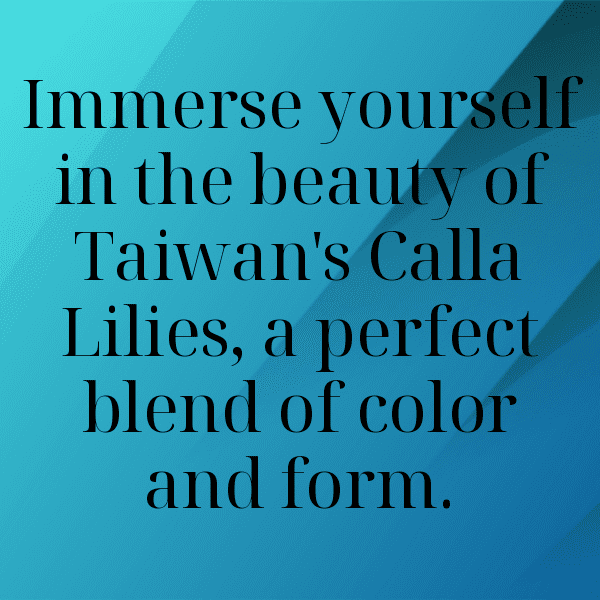 Calla Lily Captions Photo For Instagram-GX1H7S