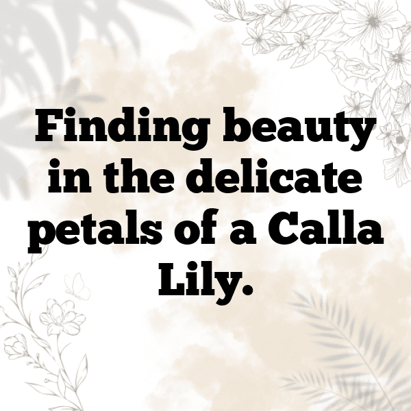 Calla Lily Captions Photo For Instagram-KS0E3u