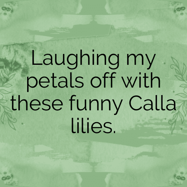 Calla Lily Captions Photo For Instagram-o8yGZ9
