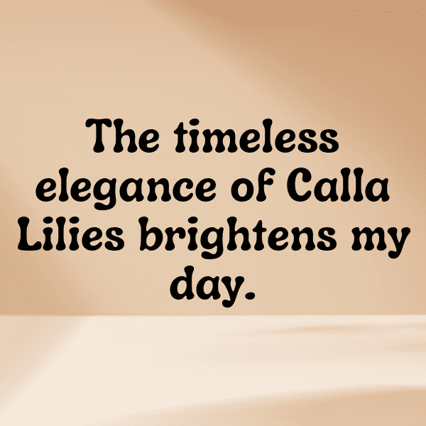 Calla Lily Captions Photo For Instagram-Yzo5oa