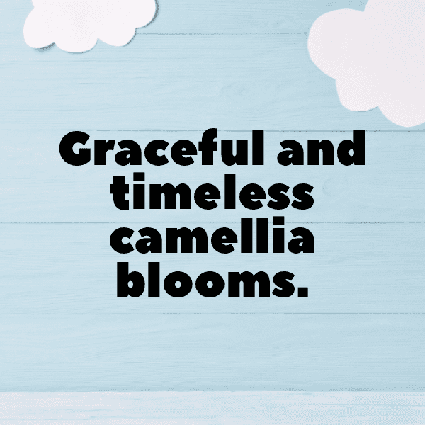 Camellia Captions Image For Instagram-3HJ4Ip