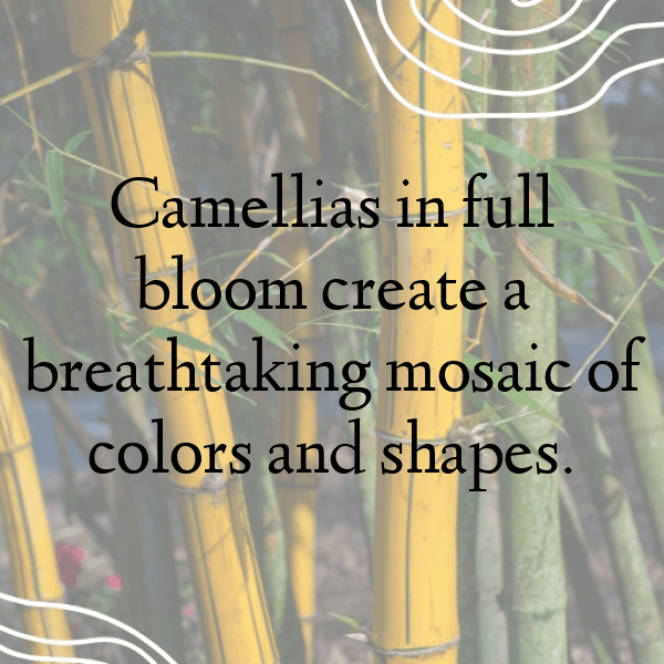 Camellia Captions Image For Instagram-FEDq4G