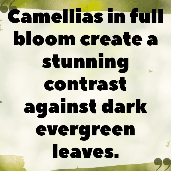 Camellia Captions Image For Instagram-P9p74j