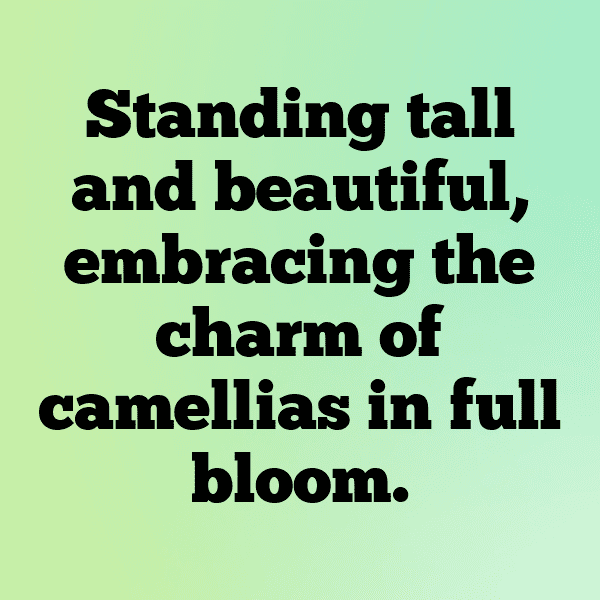 Camellia Captions Image For Instagram-UTUp6L