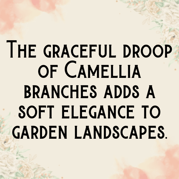 Camellia Captions Photo For Instagram-cCSslR