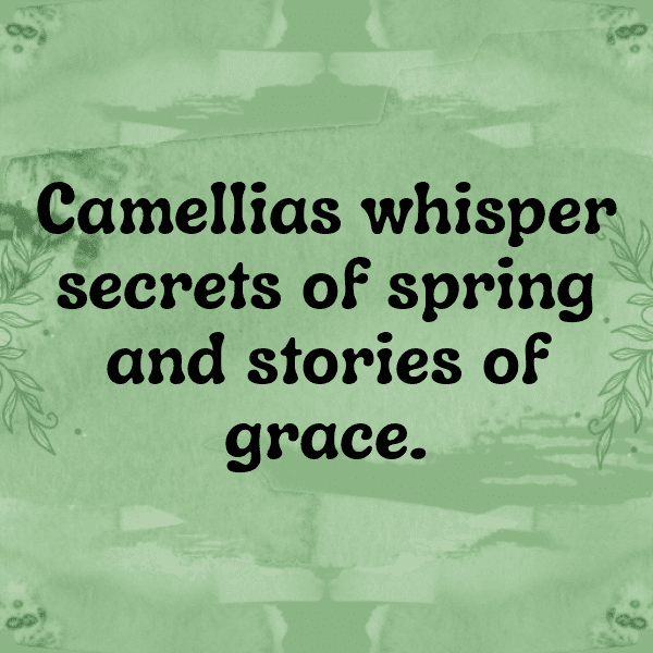 Camellia Captions Photo For Instagram-zsb6WX