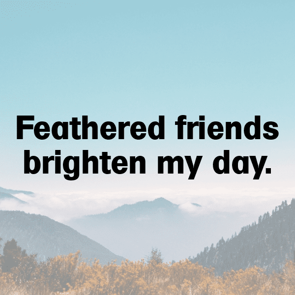 Canary Captions Photo For Instagram-KmdkGT