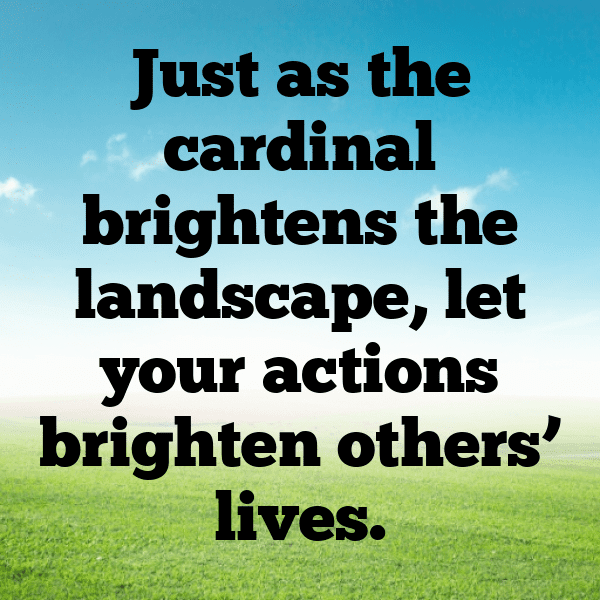 Cardinal Captions Image For Instagram-pJGv7W