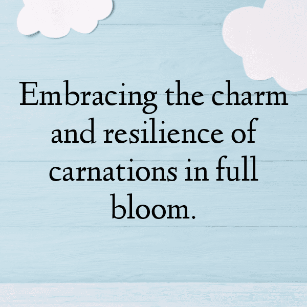 Carnation Captions Image For Instagram-JyEBRO